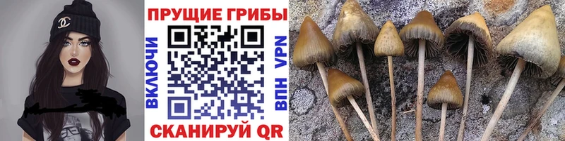 Галлюциногенные грибы MAGIC MUSHROOMS  Котовск 